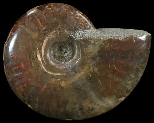 Flashy Red Iridescent Ammonite - Wide #52309